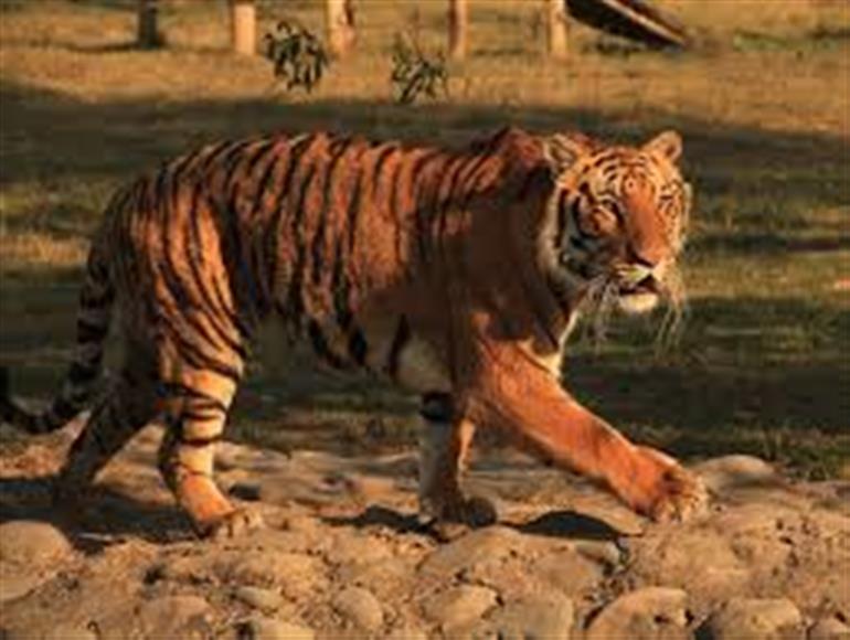 Newborn Tiger cub dies at Chhatbir Zoo