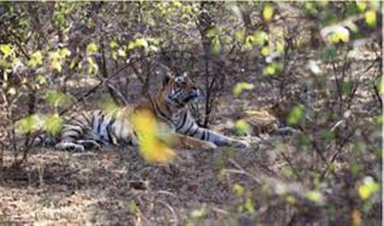 Only surviving cub of tigress 'Gauri' dies